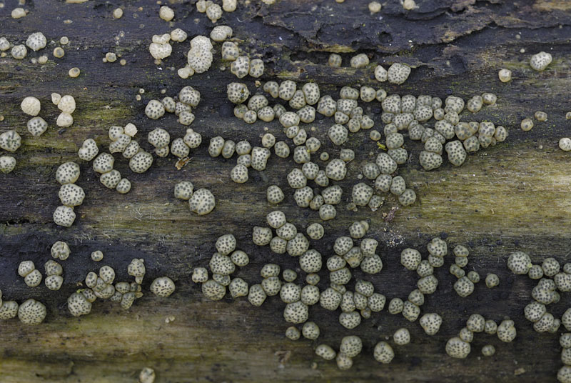 Trichoderma gelatinosum